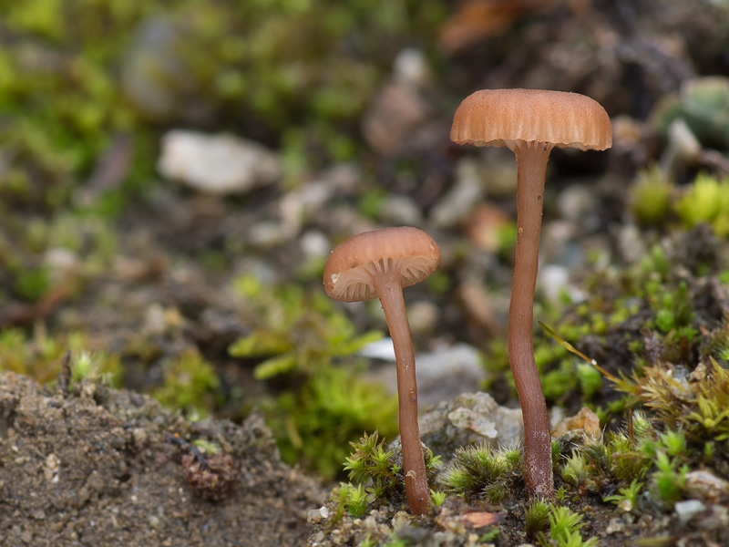 Omphalina pyxidata